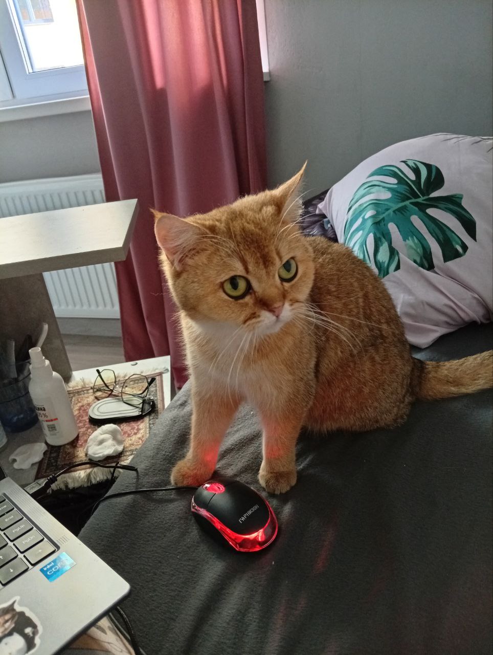 Айна, 36 лет, Лыткарино