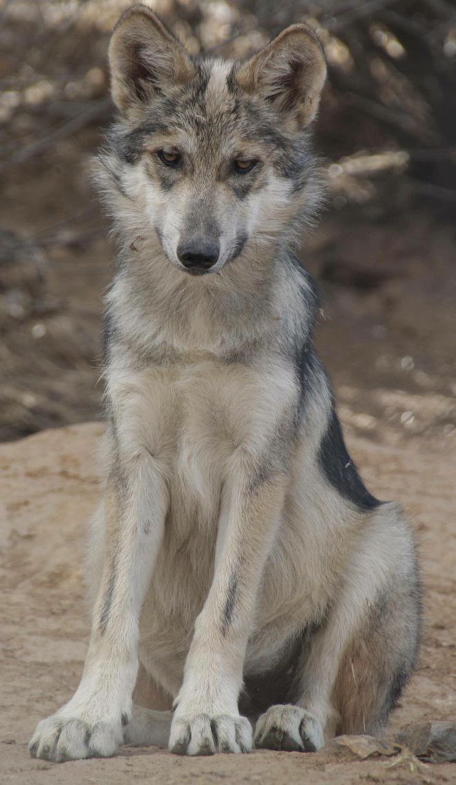 Лунышко, 20 лет, Тамбов